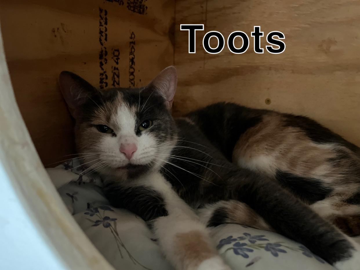 Toots, a ADOPTABLE Domestic Short Hair in Mount Sterling, KY image 4/5