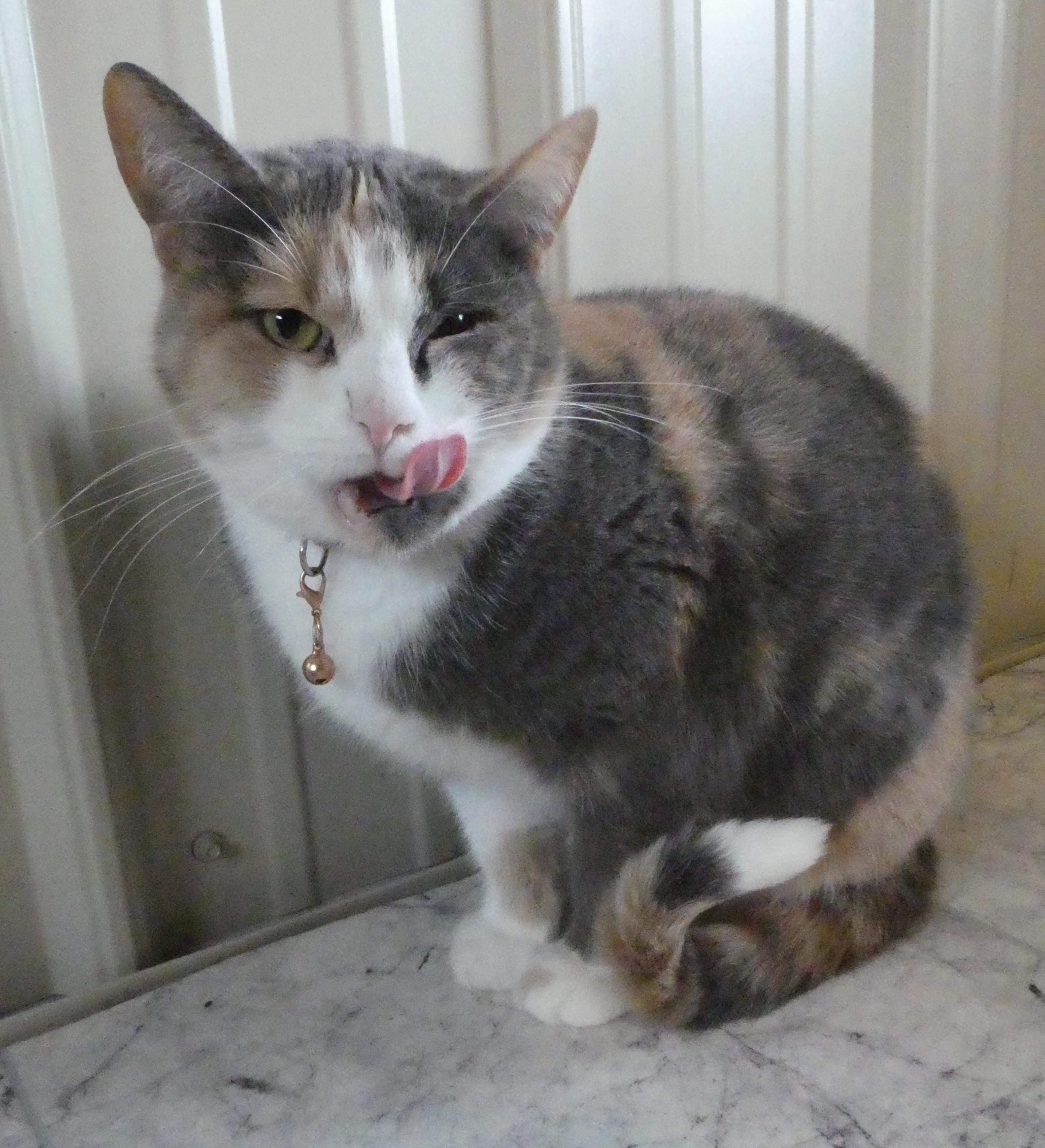 Toots, a ADOPTABLE Domestic Short Hair in Mount Sterling, KY image 5/5