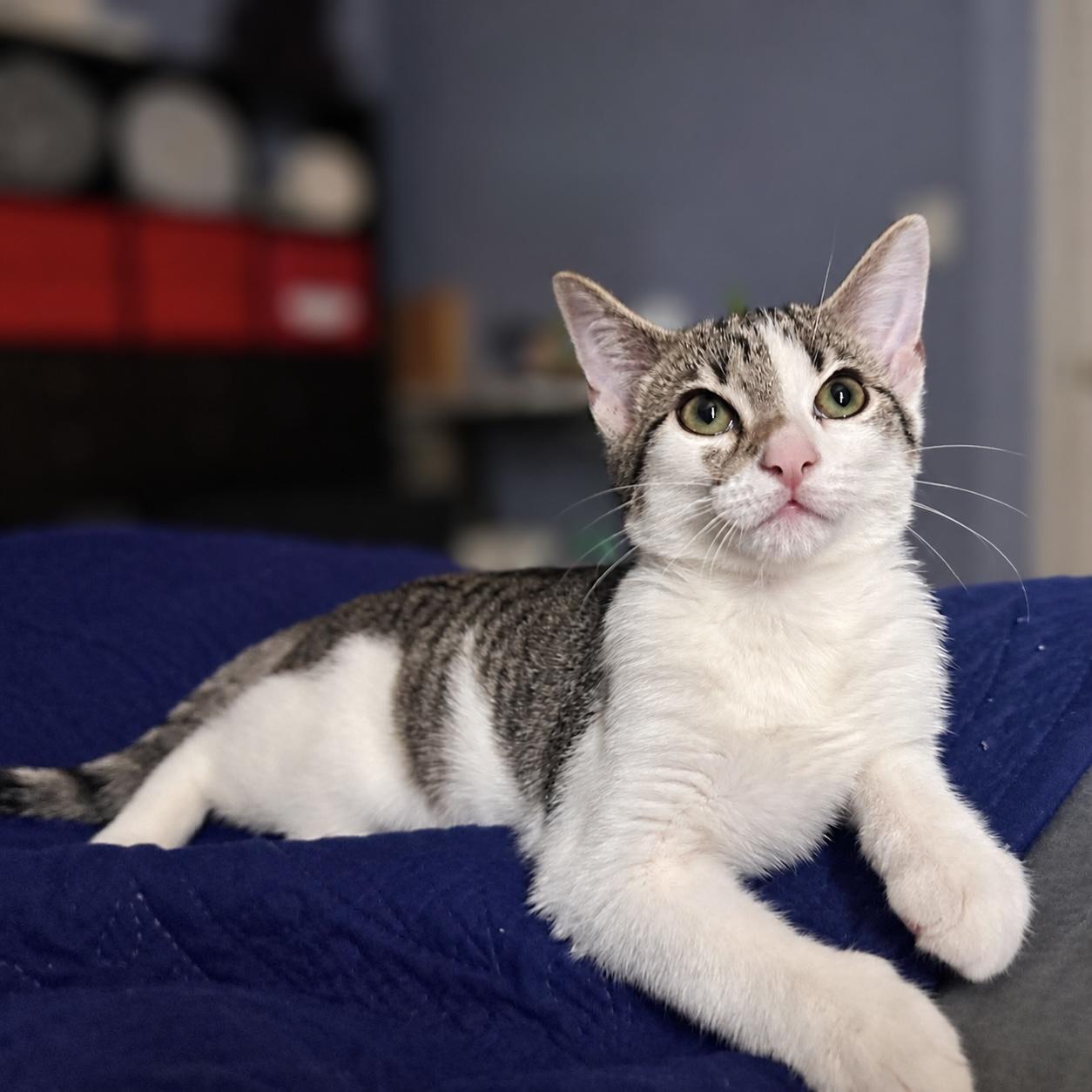 Enlarge Theo, a Adoptable Domestic Short Hair in Warwick, RI image 3/4
