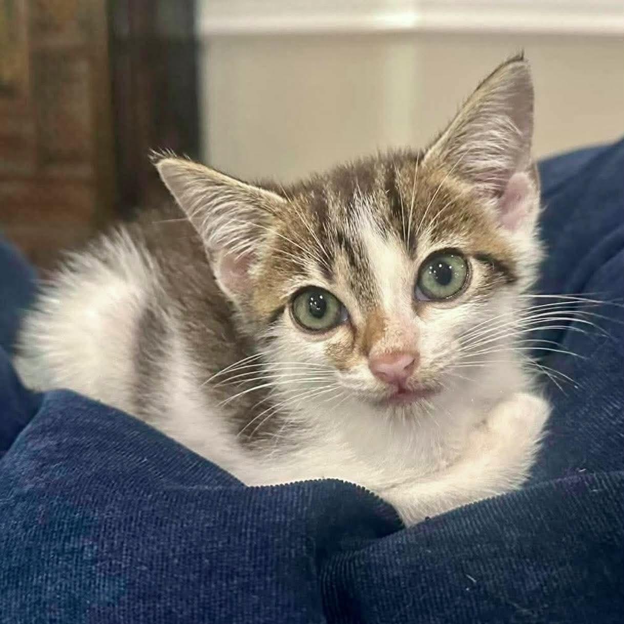 Enlarge Theo, a Adoptable Domestic Short Hair in Warwick, RI image 4/4