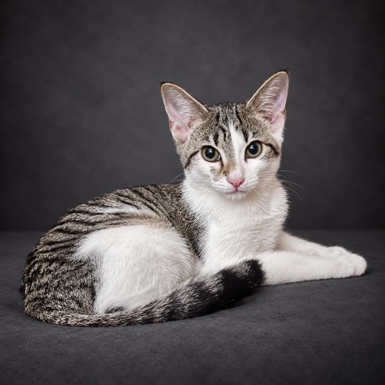 Theo, Adoptable, Kitten Male Domestic Short Hair.
