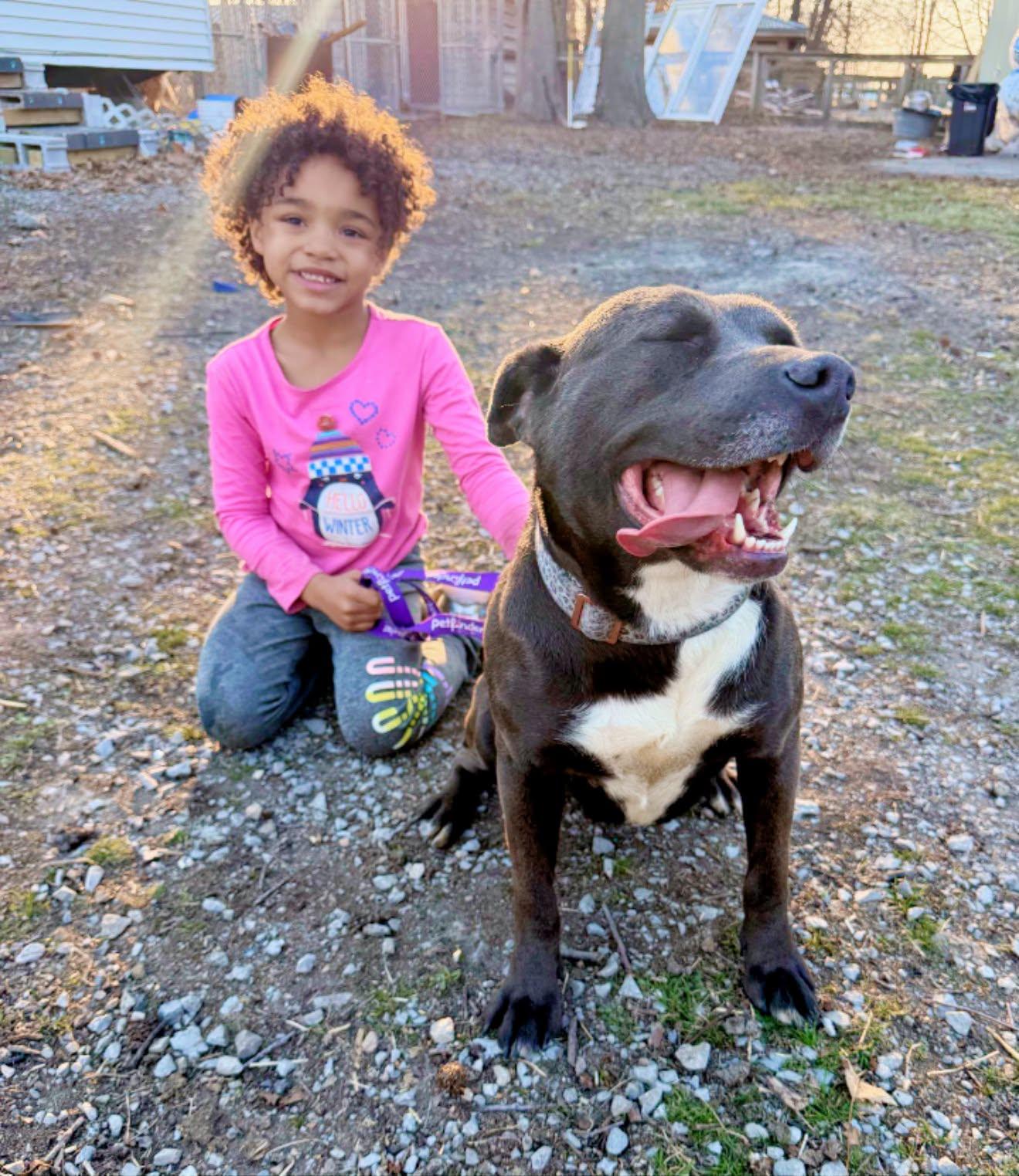 Steffi - VERY GOOD GIRL, Adoptable, Young Female Chocolate Labrador Retriever & Pit Bull Terrier.