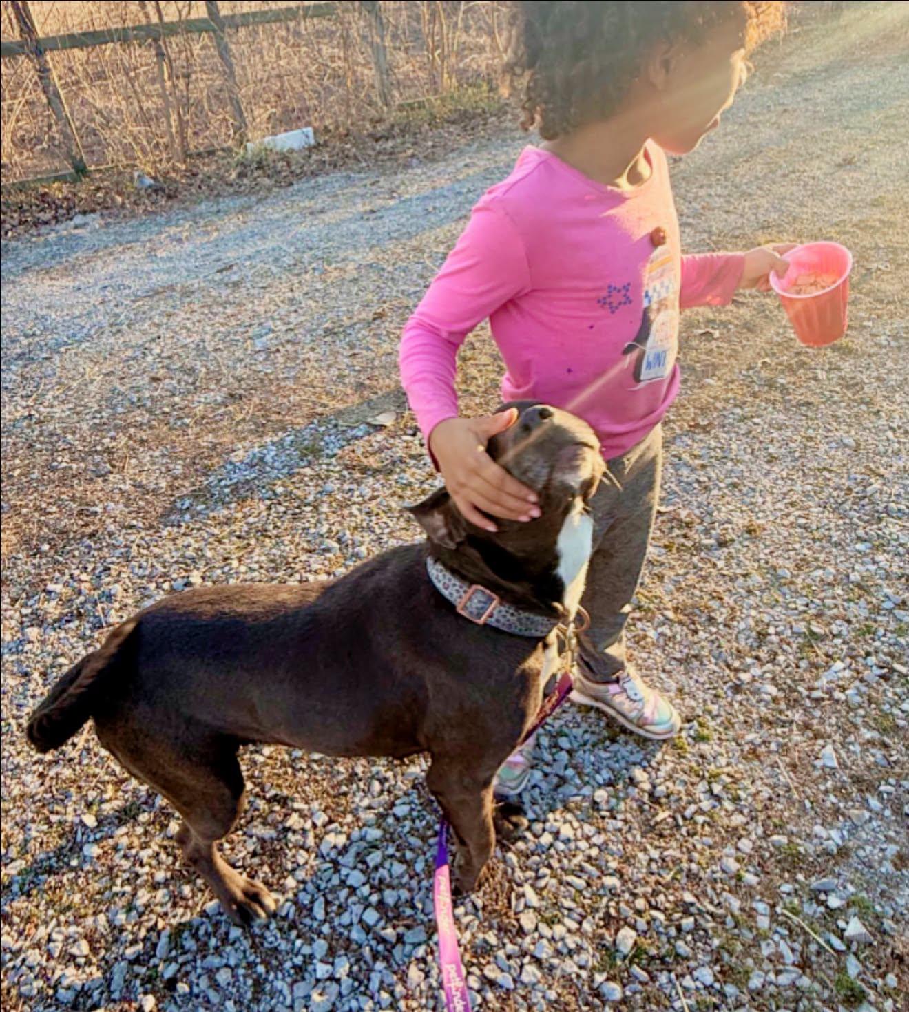 Enlarge Steffi - VERY GOOD GIRL, a Adoptable mixed breed in Royalton, IL image 3/6