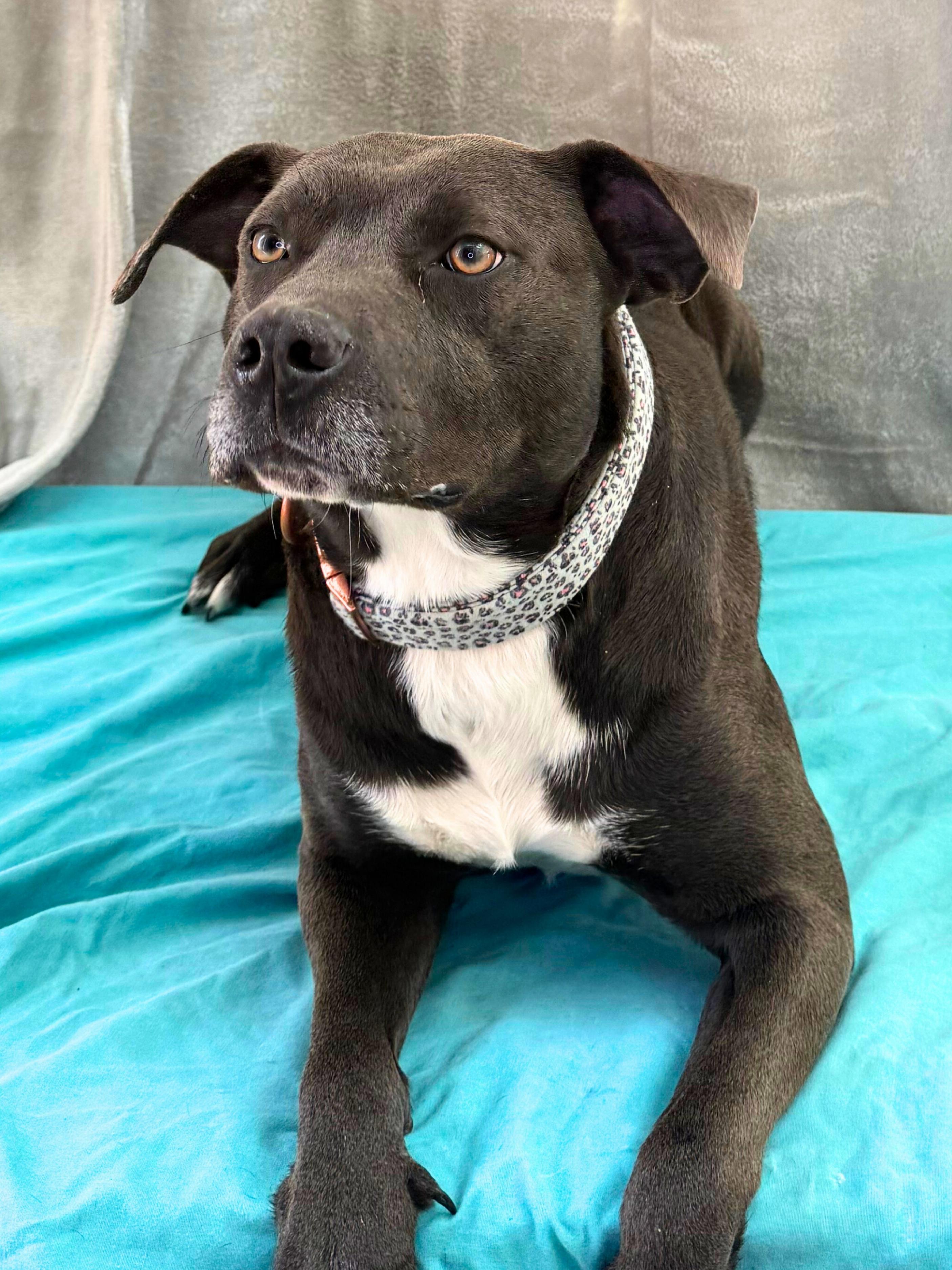 Steffi | Adult | Chocolate Lab/Blue PBT, a ADOPTABLE mixed breed in Royalton, IL image 5/6