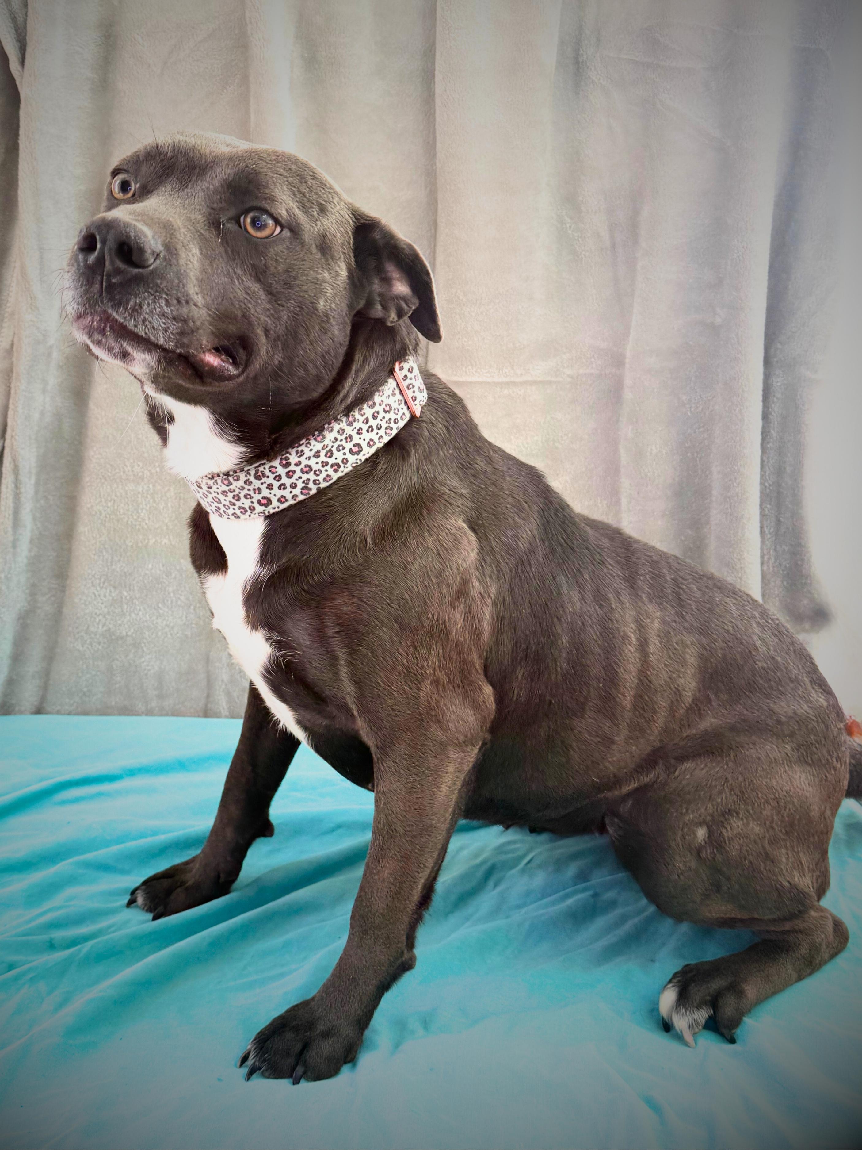Steffi | Adult | Chocolate Lab/Blue PBT, a ADOPTABLE mixed breed in Royalton, IL image 4/6