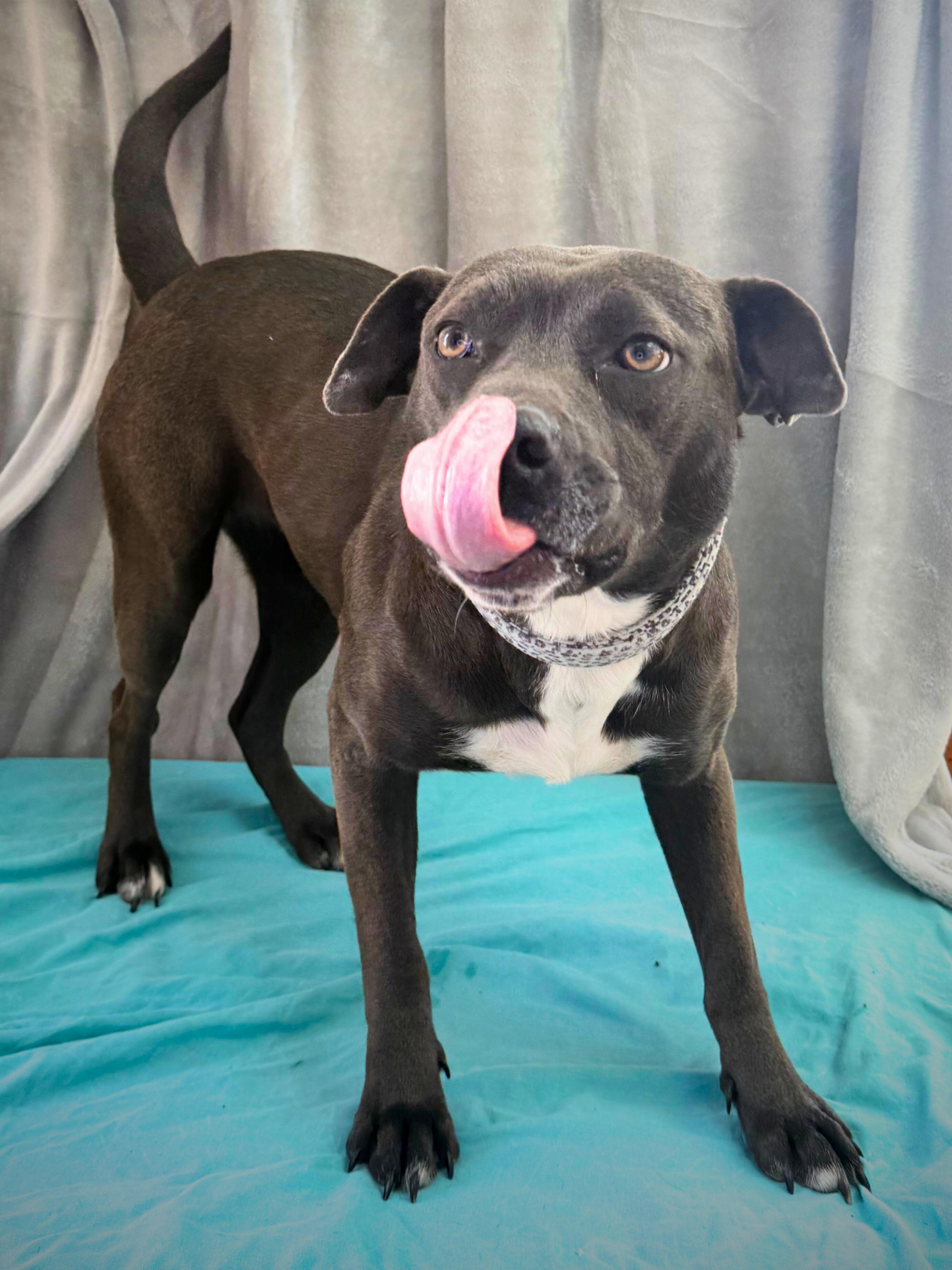 Steffi | Adult | Chocolate Lab/Blue PBT, a ADOPTABLE mixed breed in Royalton, IL image 1/6