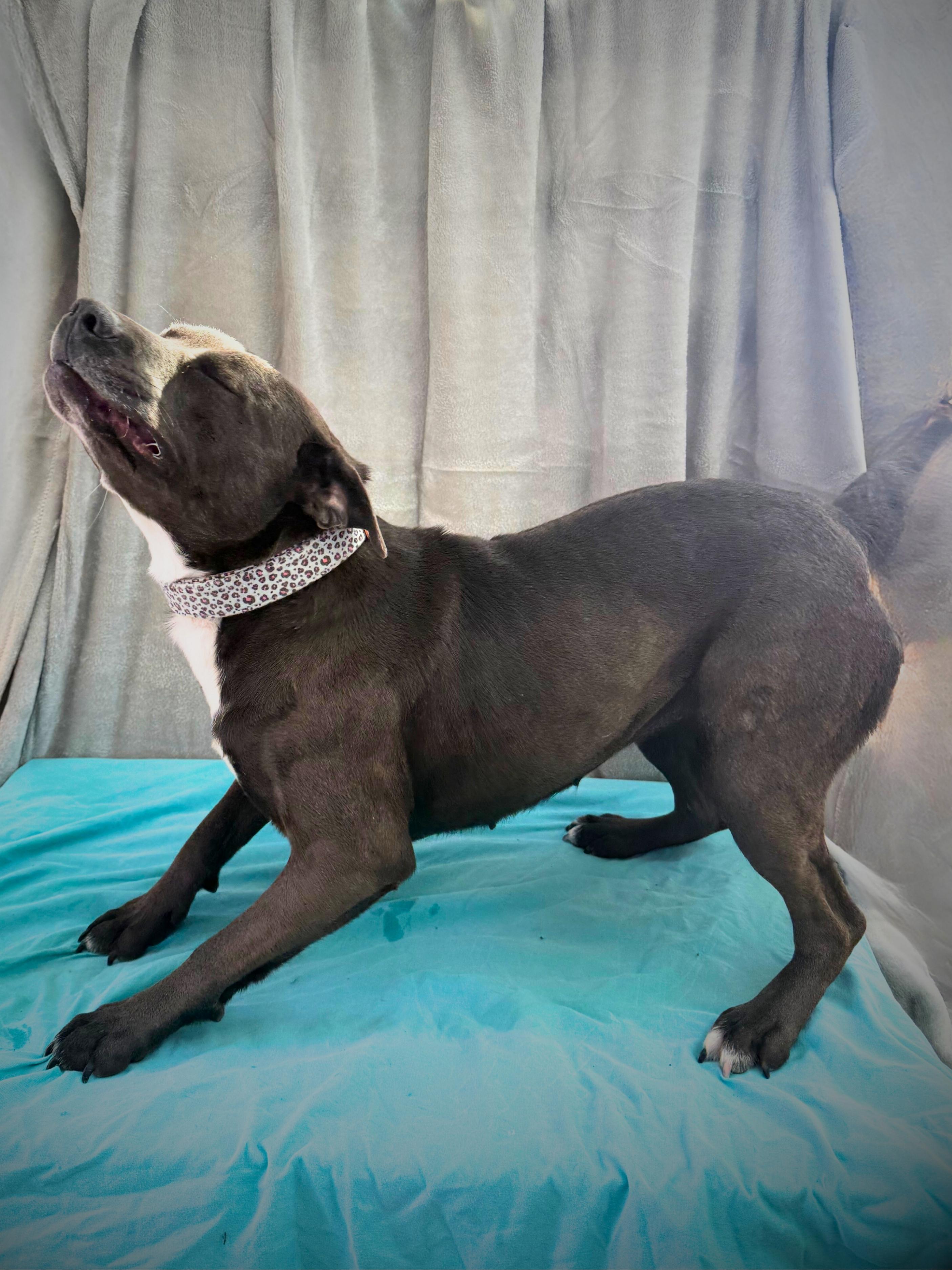Steffi | Adult | Chocolate Lab/Blue PBT, ADOPTABLE, Young Female Chocolate Labrador Retriever & Pit Bull Terrier.