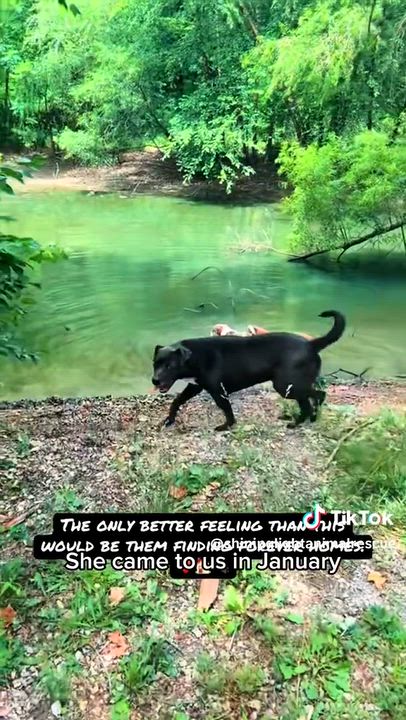 Enlarge Steffi - VERY GOOD GIRL, a Adoptable mixed breed in Royalton, IL video 2/6