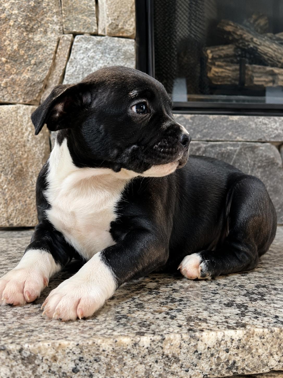 Geraldene, ADOPTABLE, Puppy Female Pit Bull Terrier.
