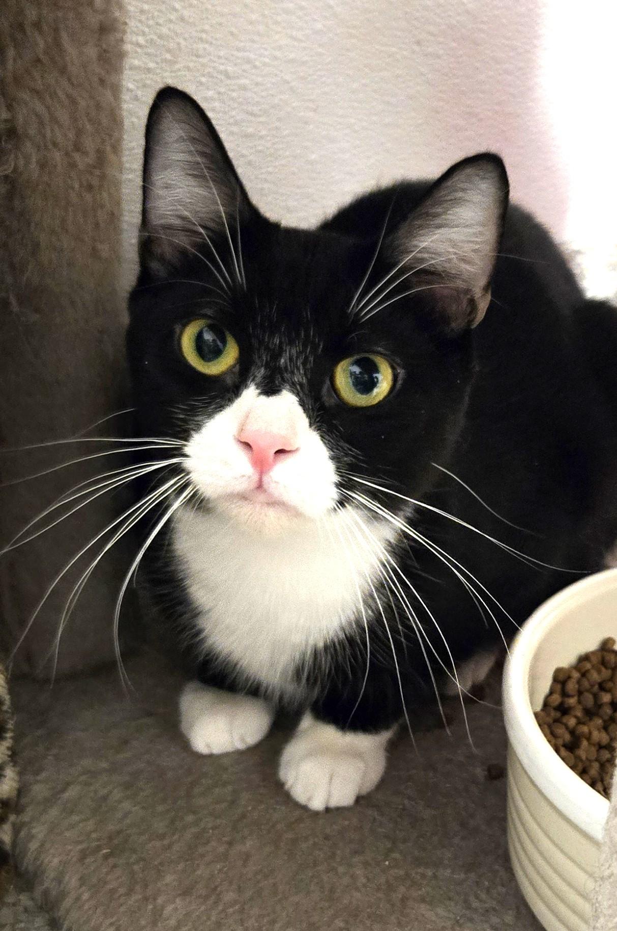 Jovian, Adoptable, Young Male Domestic Short Hair.