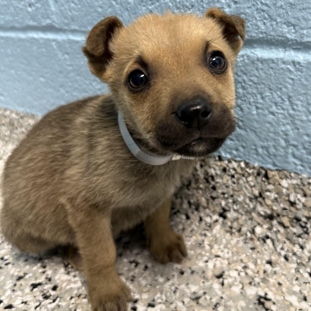 Enlarge Hogwarts, a Adoptable mixed breed in Hattiesburg, MS image 1/1