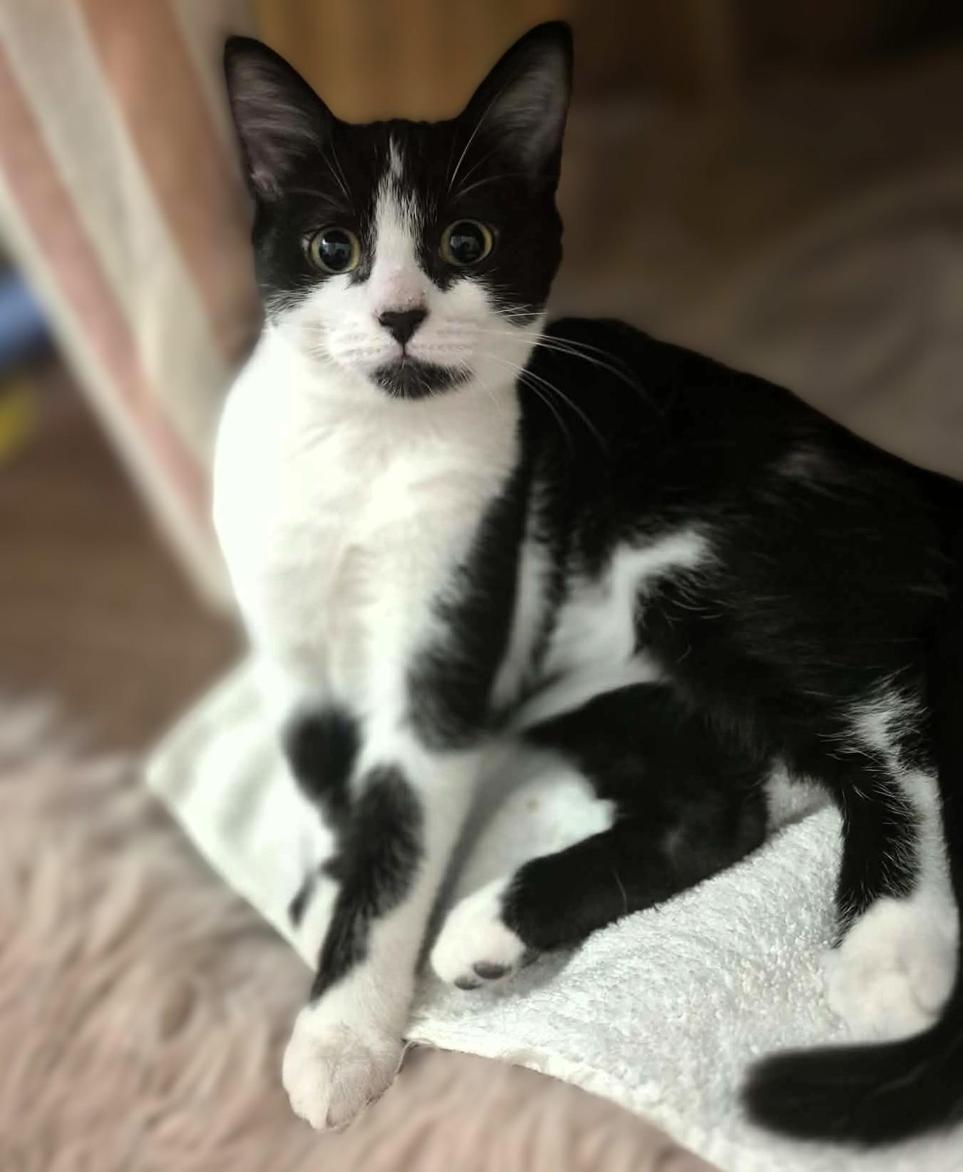 Enlarge Fiona, a Adoptable Tuxedo in Hamilton, ON image 1/4