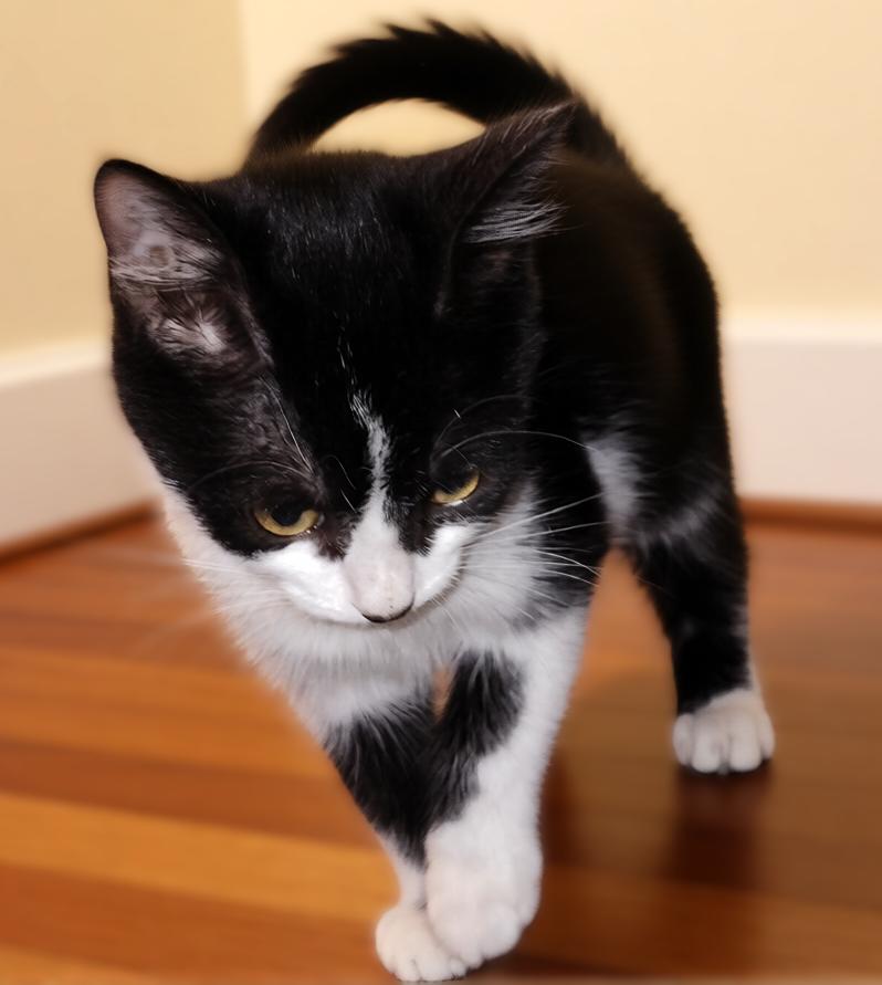 Enlarge Fiona, a Adoptable Tuxedo in Hamilton, ON image 3/4