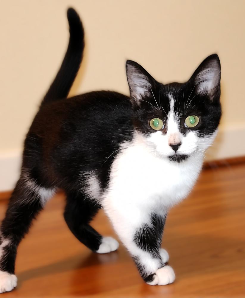 Enlarge Fiona, a Adoptable Tuxedo in Hamilton, ON image 1/4