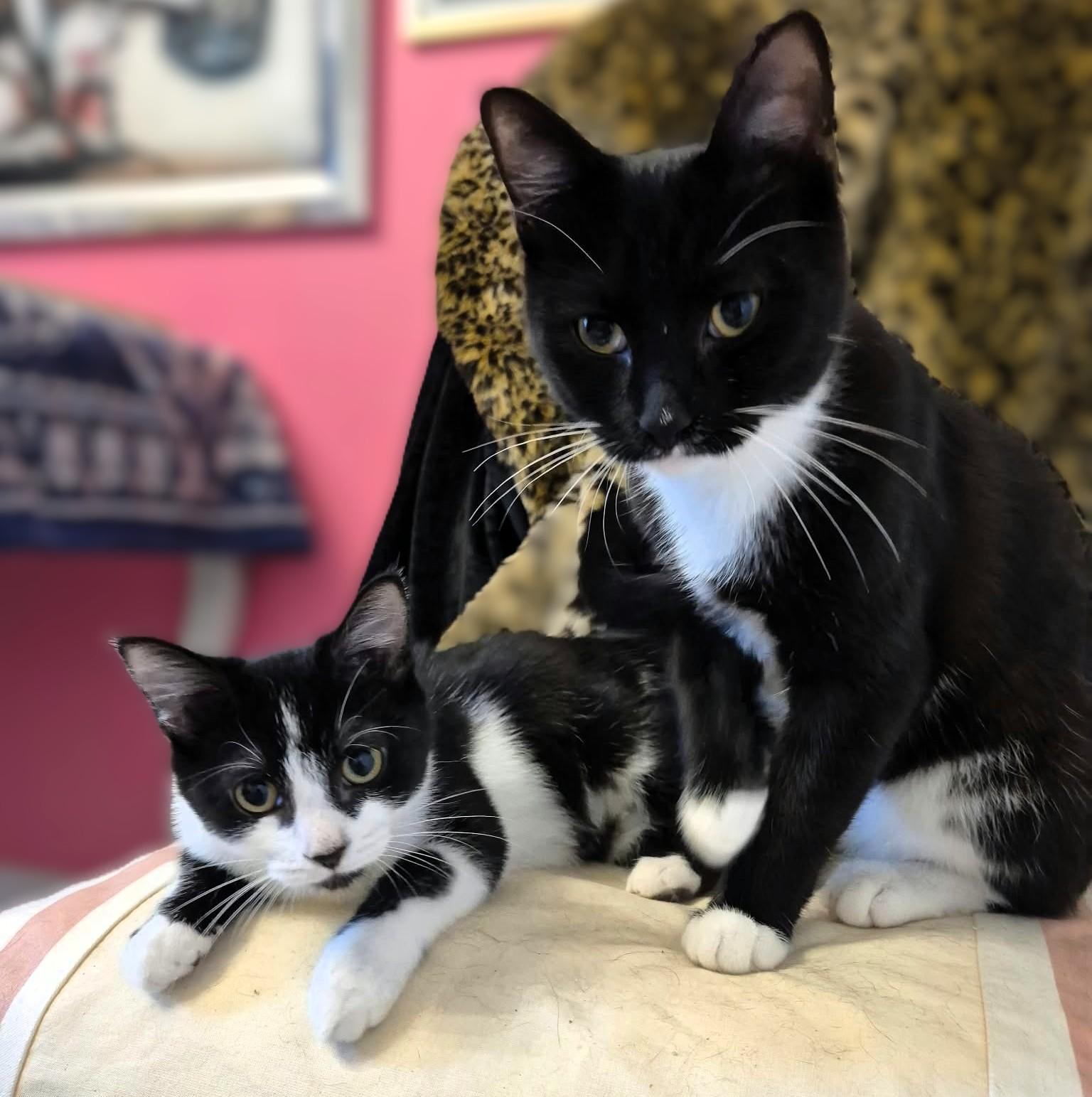 Enlarge Fiona, a Adoptable Tuxedo in Hamilton, ON image 4/4