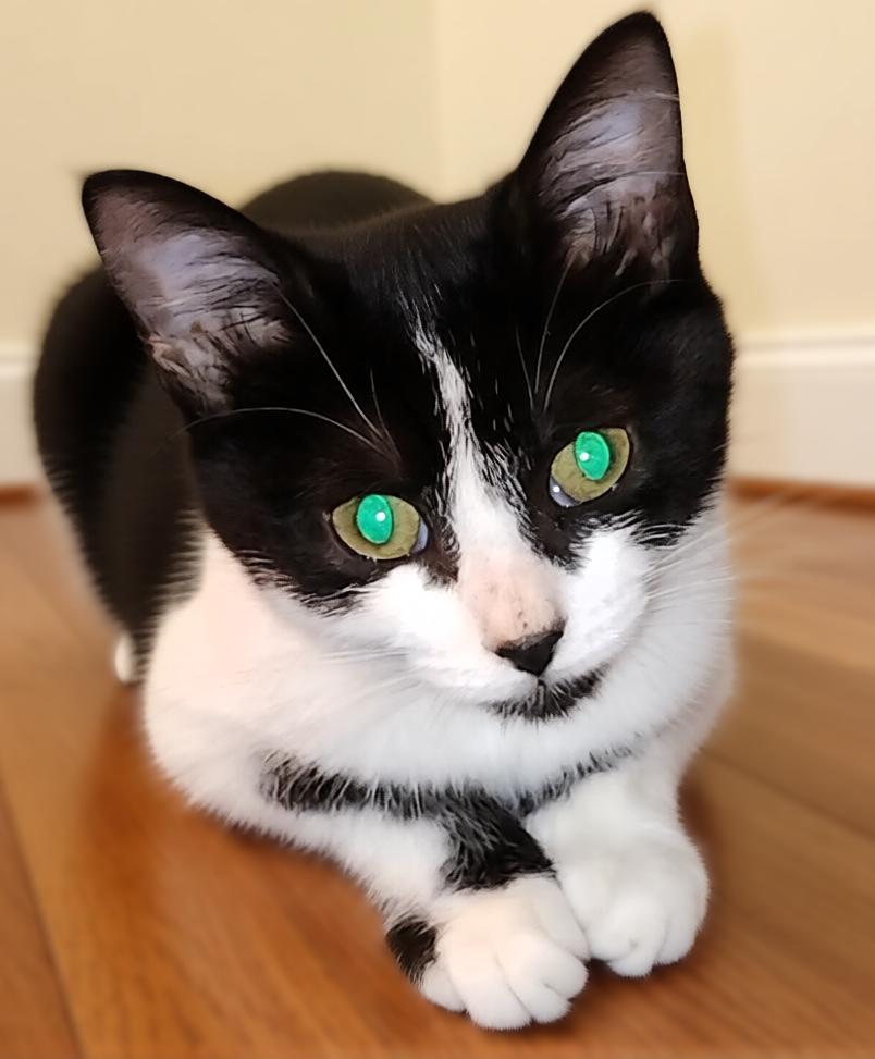 Enlarge Fiona, a Adoptable Tuxedo in Hamilton, ON image 2/4