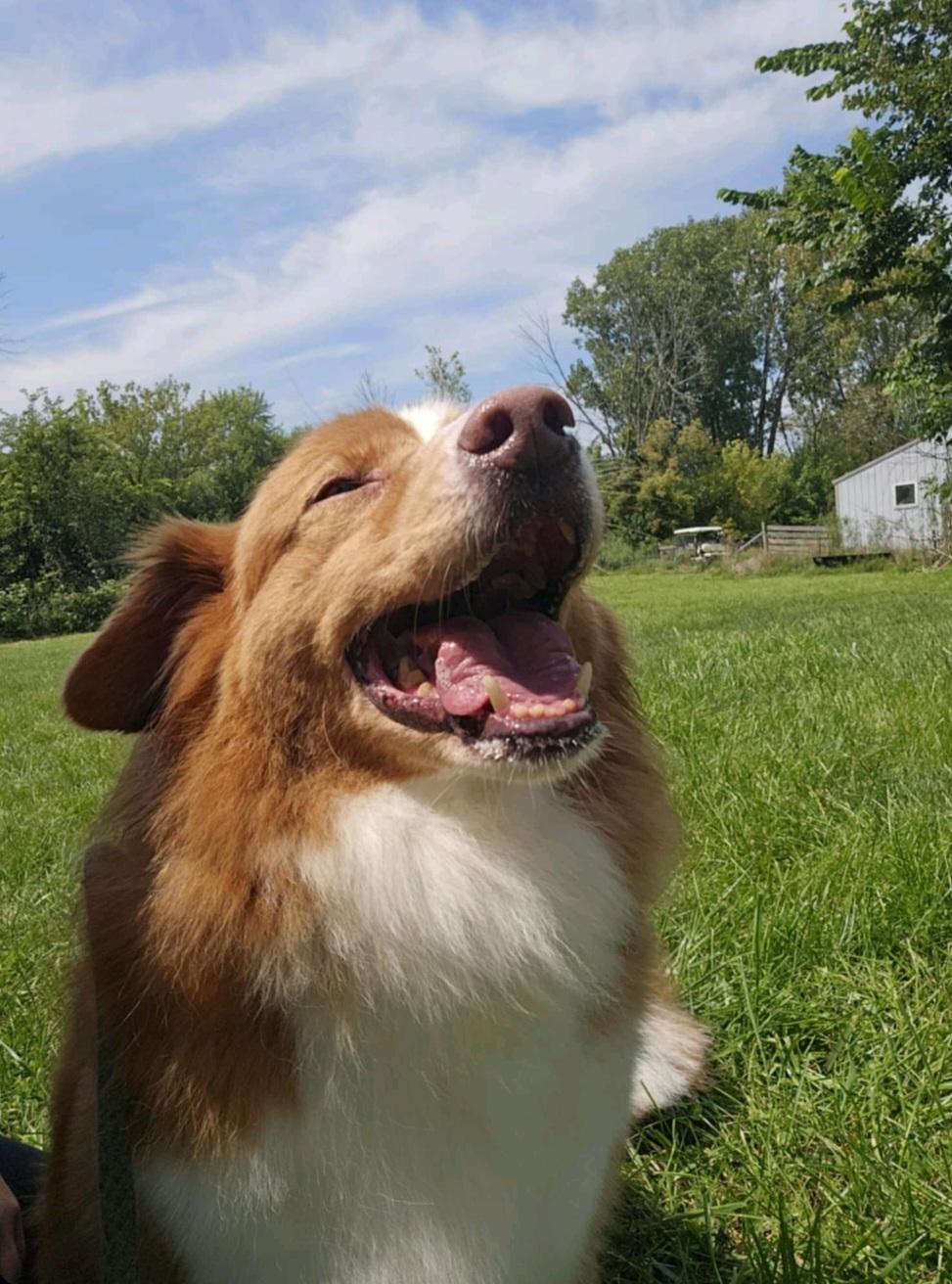 Reagan, a Adoptable mixed breed in Union Grove, WI image 1/5