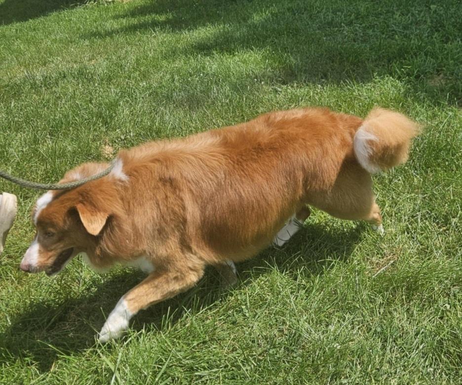 Reagan, a Adoptable mixed breed in Union Grove, WI image 2/5