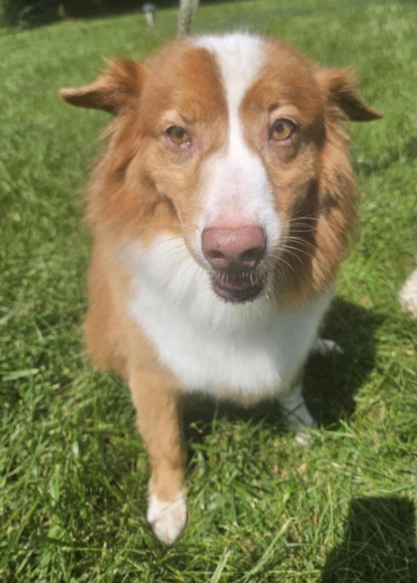 Reagan, a Adoptable mixed breed in Union Grove, WI image 3/5