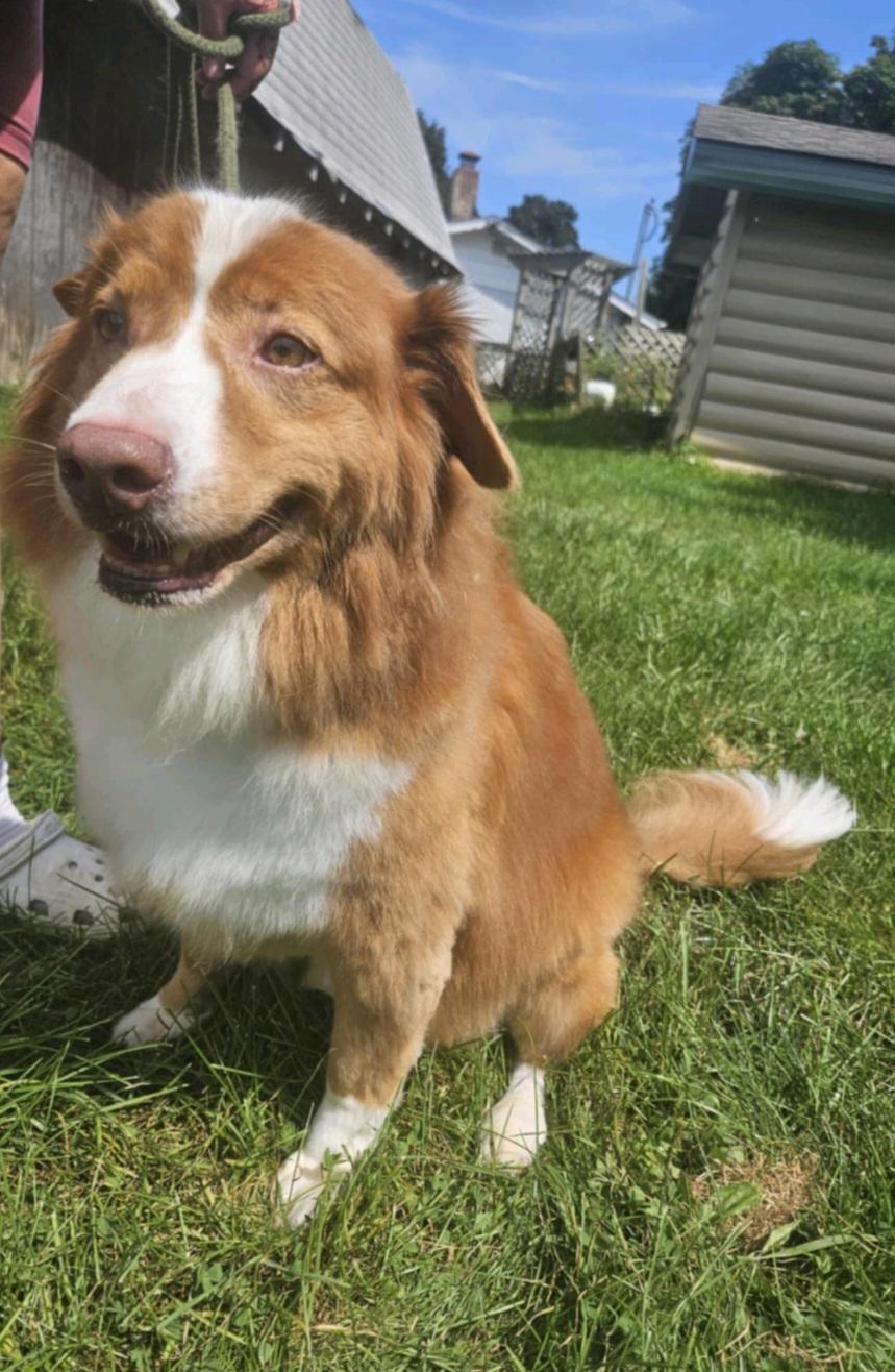 Reagan, a Adoptable mixed breed in Union Grove, WI image 4/5