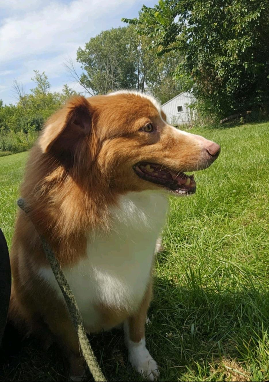 Reagan, a Adoptable mixed breed in Union Grove, WI image 5/5