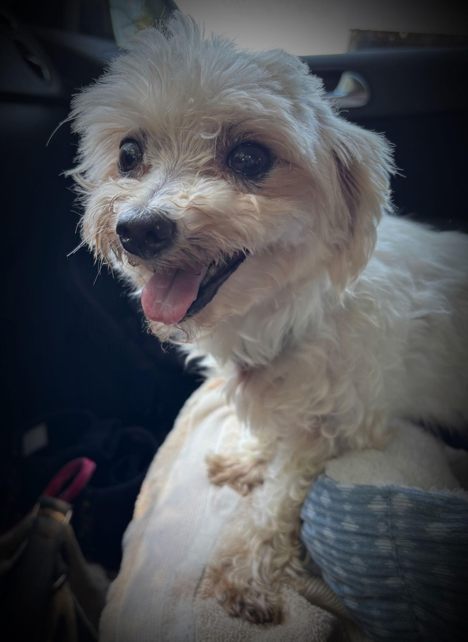 Dolly, Adopted, Adult Female Maltese.