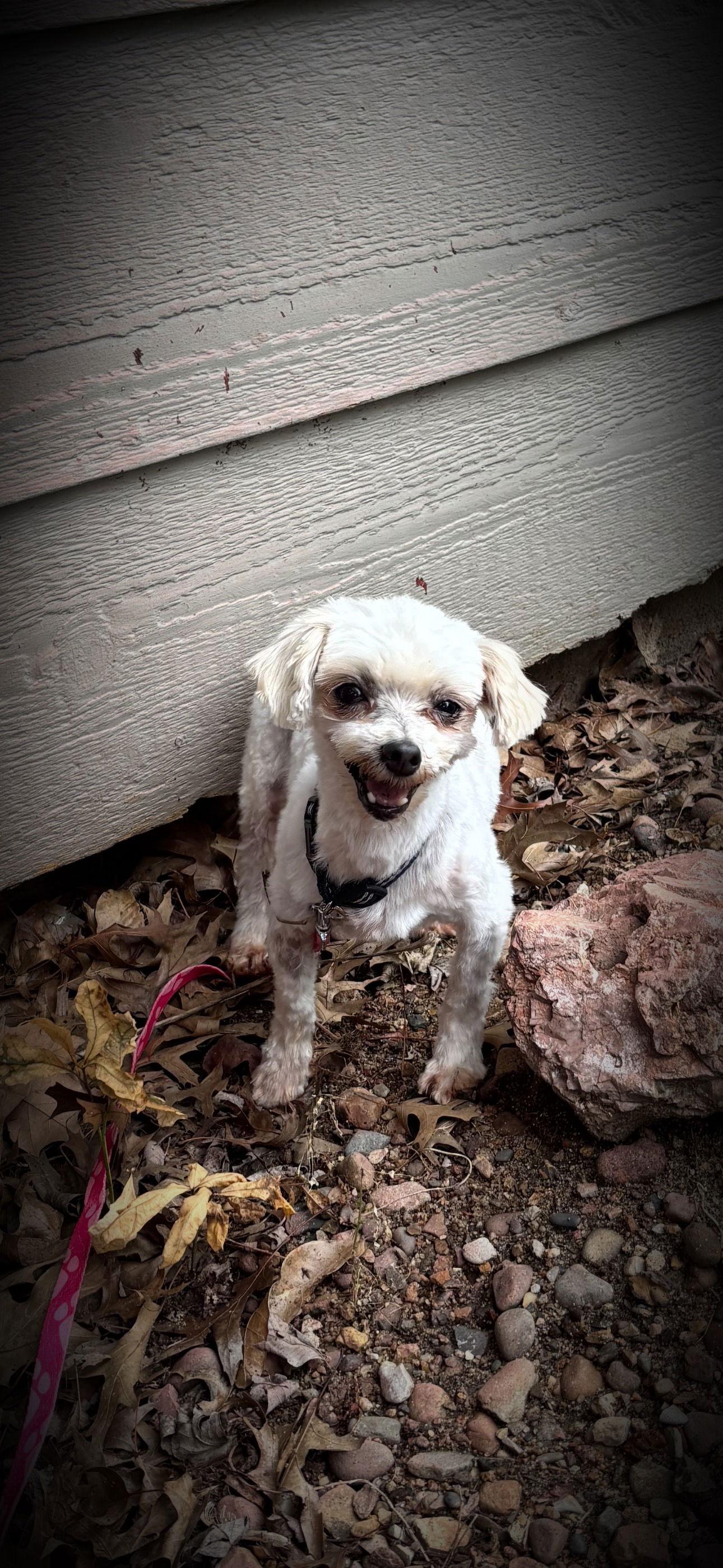 Enlarge Dolly, a Adopted Maltese in Anabel, MO image 2/3