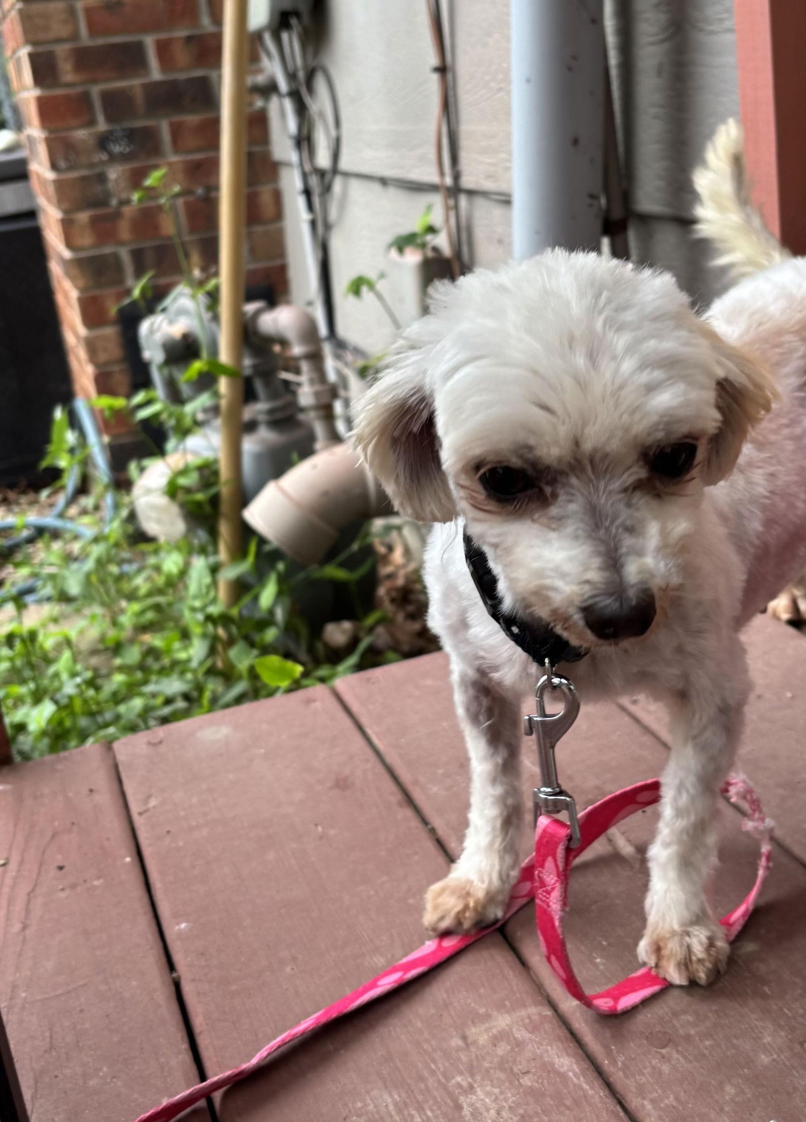Enlarge Dolly, a Adopted Maltese in Anabel, MO image 3/3
