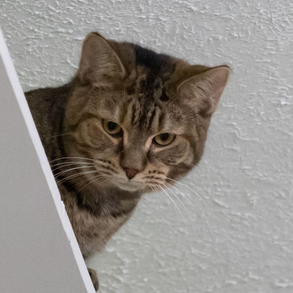 Enlarge Rosalie, a Adoptable Domestic Short Hair in McKean, PA image 1/6