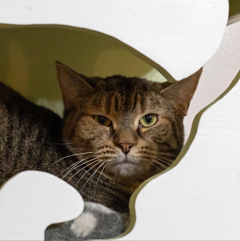 Enlarge Rosalie, a Adoptable Domestic Short Hair in McKean, PA image 2/6