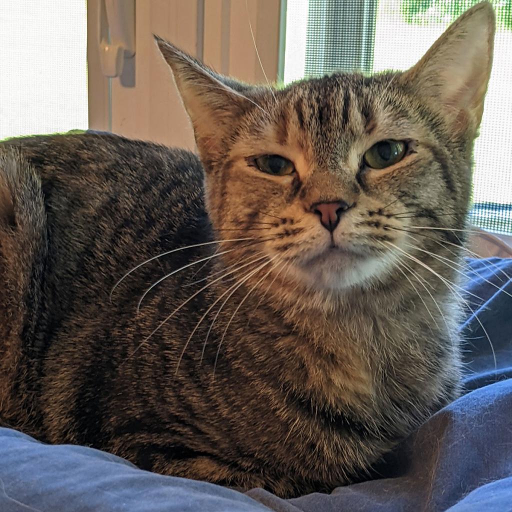 Enlarge Rosalie, a Adoptable Domestic Short Hair in McKean, PA image 4/6