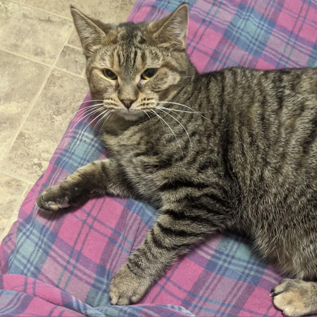 Enlarge Rosalie, a Adoptable Domestic Short Hair in McKean, PA image 5/6