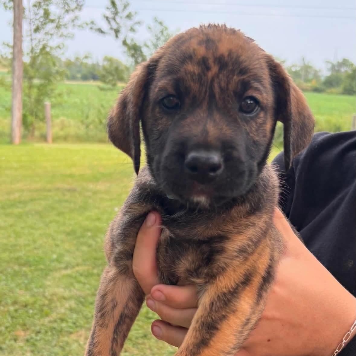 Milhouse, ADOPTABLE, Puppy Male German Shepherd Dog & American Bulldog.