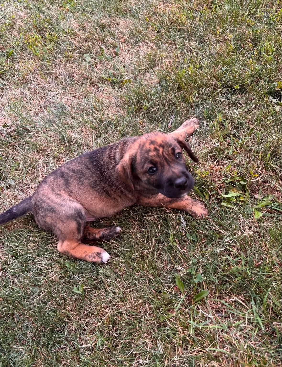 Milhouse, a ADOPTABLE mixed breed in St Catharines, ON image 3/3