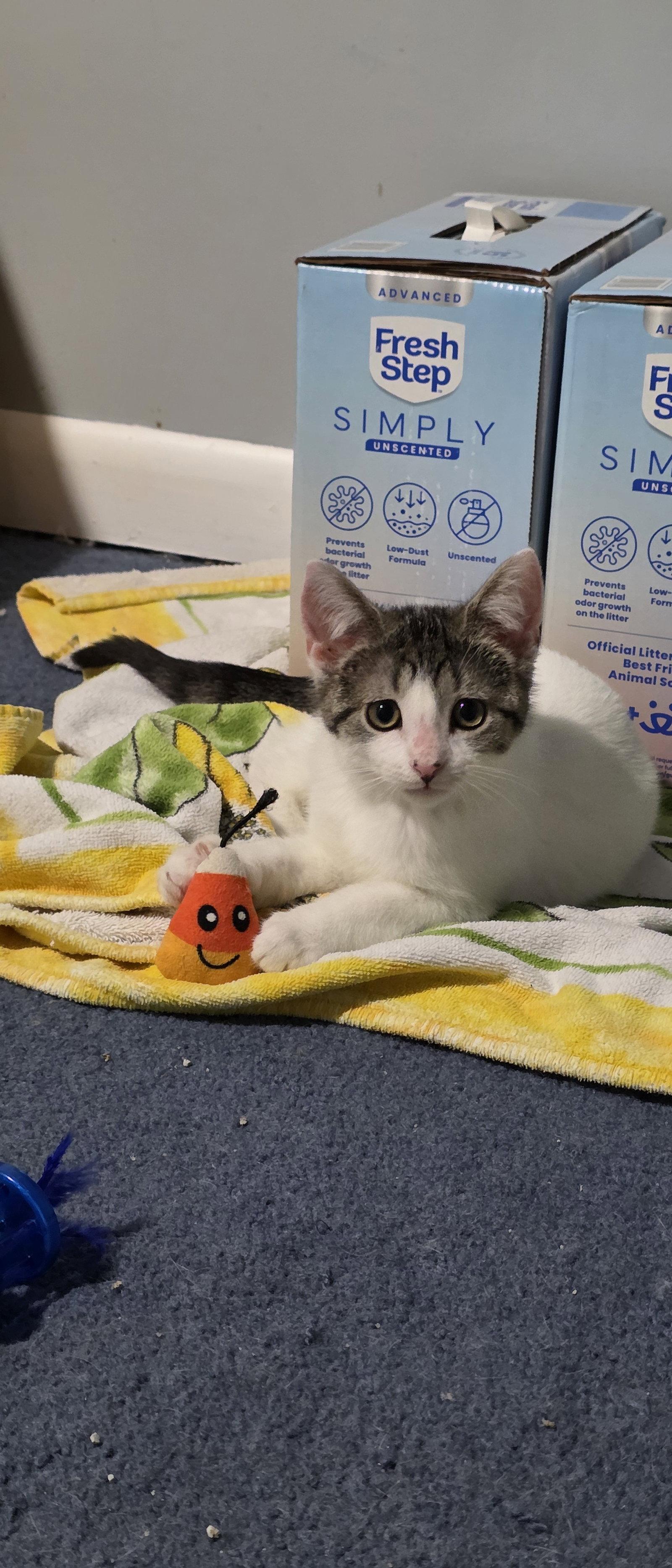 Anthony, a Adoptable Domestic Short Hair in Delran, NJ image 1/3