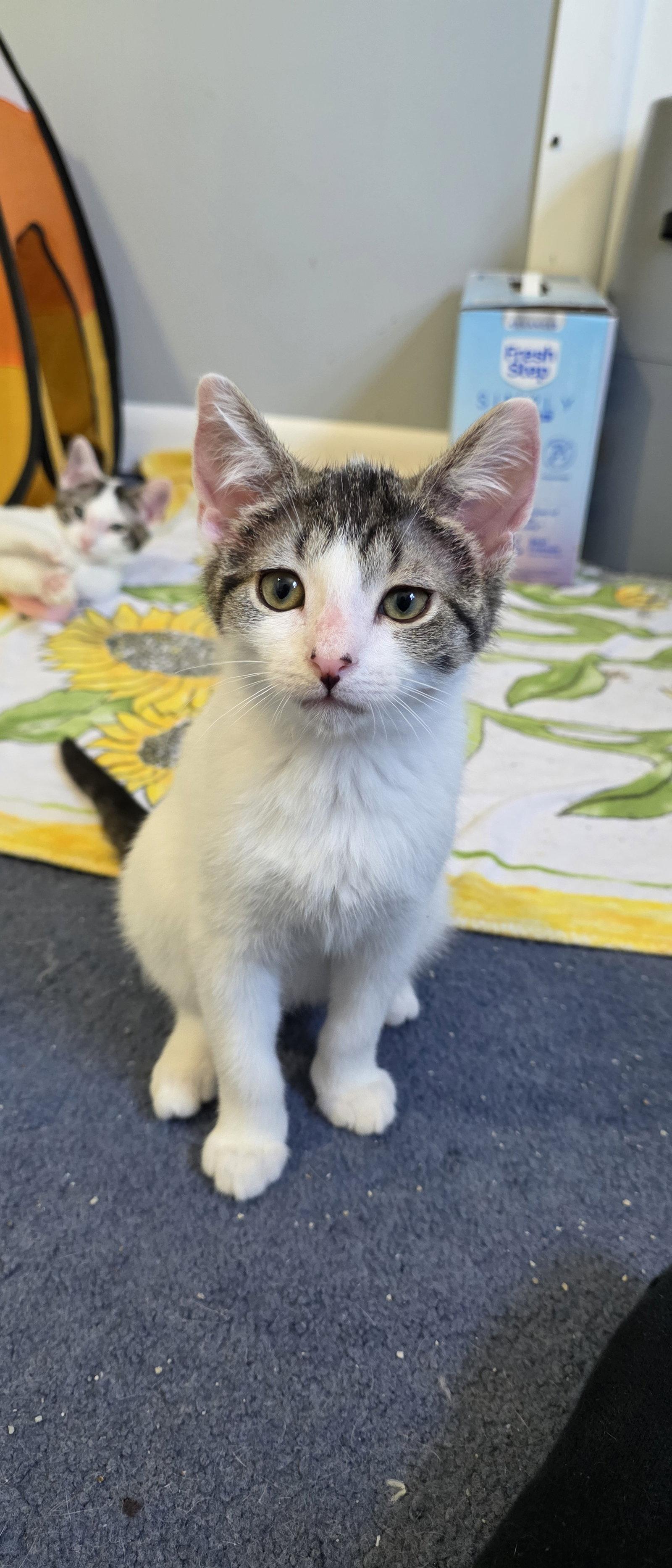 Anthony, a Adoptable Domestic Short Hair in Delran, NJ image 2/3