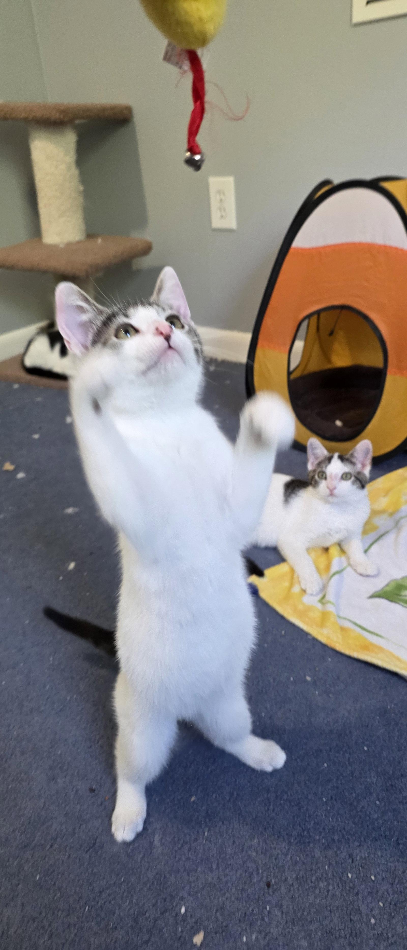 Anthony, a Adoptable Domestic Short Hair in Delran, NJ image 3/3