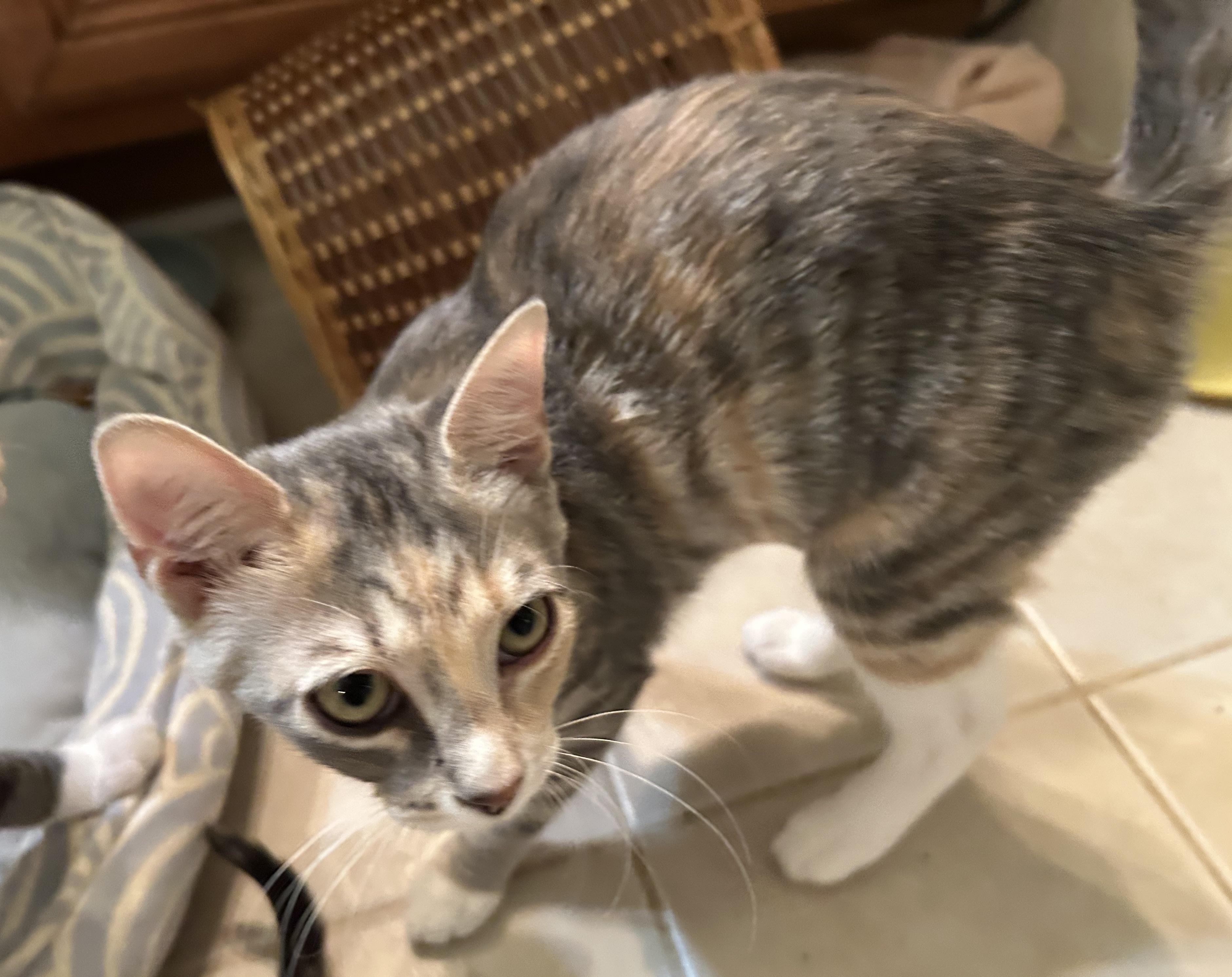 Enlarge Nona, a Adoptable Domestic Short Hair in Smithfield, NC image 3/3