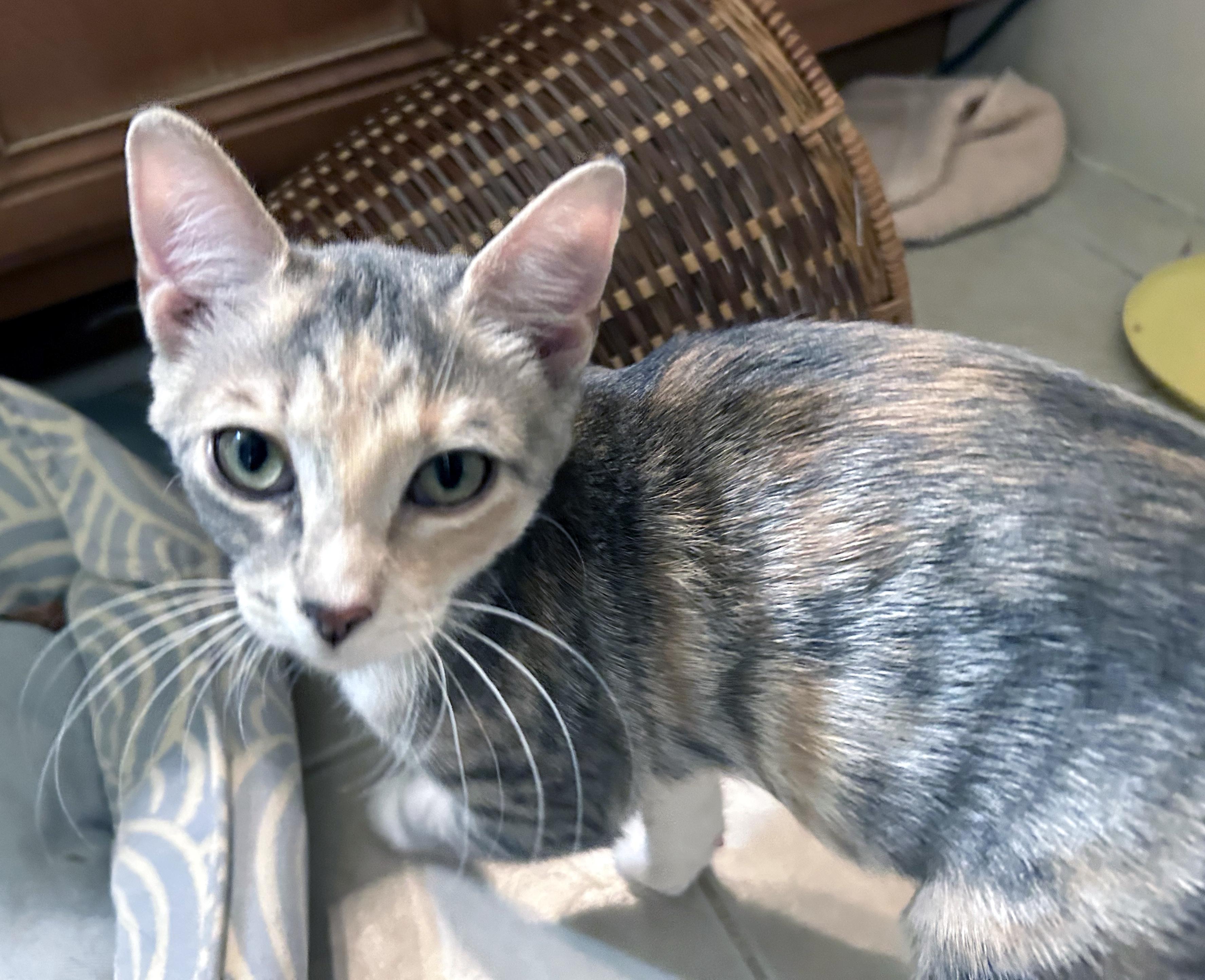 Enlarge Nona, a Adoptable Domestic Short Hair in Smithfield, NC image 2/3