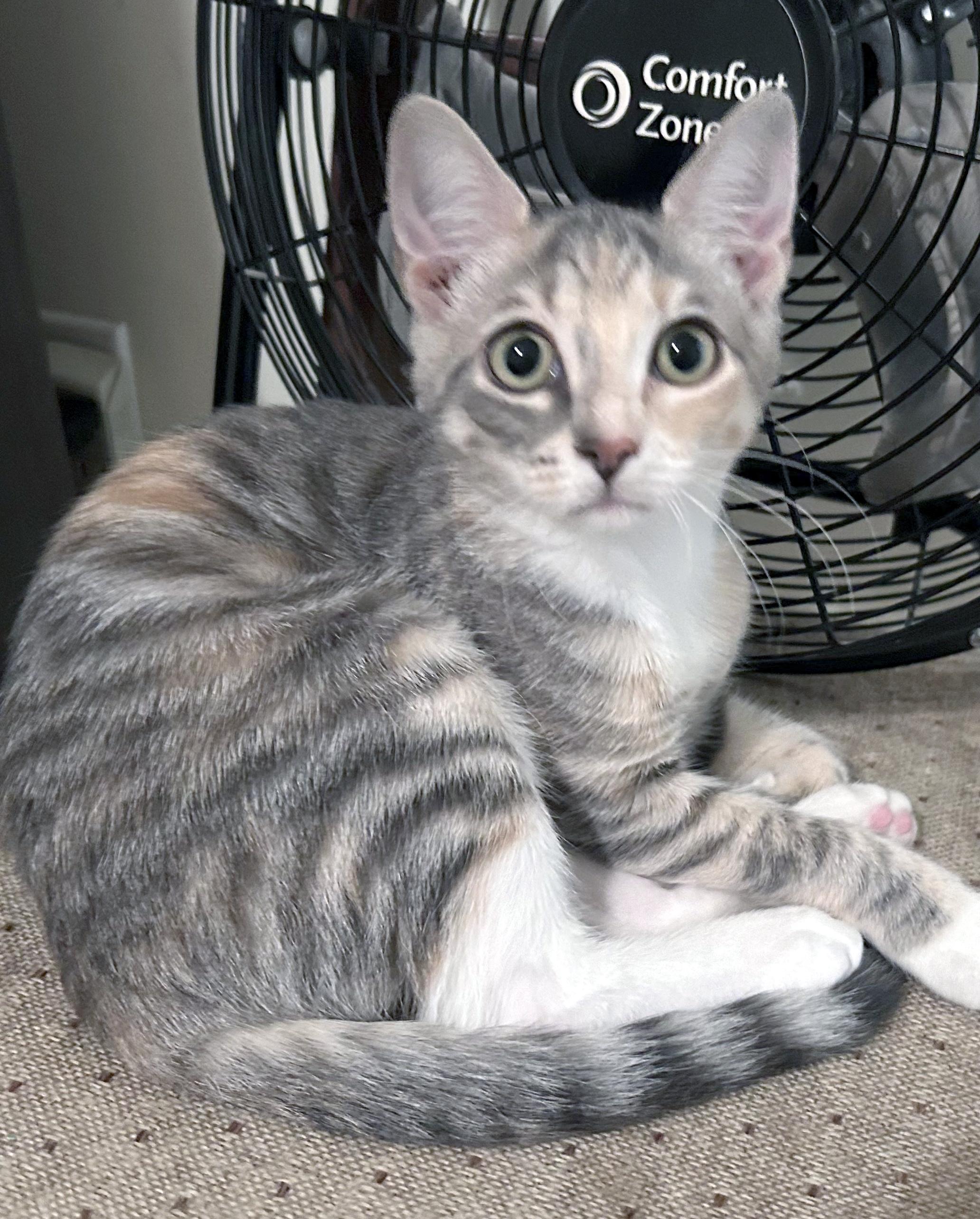 Enlarge Nona, a Adoptable Domestic Short Hair in Smithfield, NC image 1/3