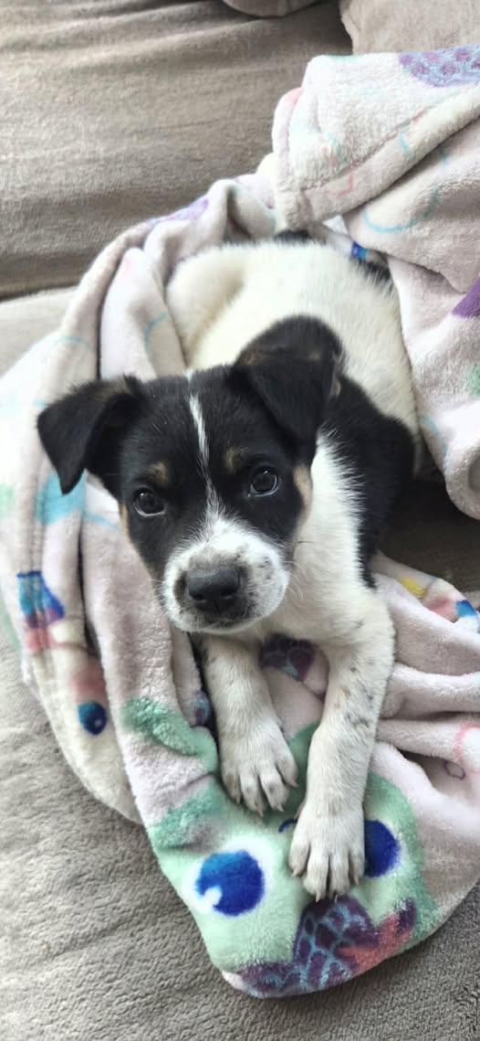 Enlarge Andy, an adopted mixed breed in Saint Petersburg, FL image 1/1