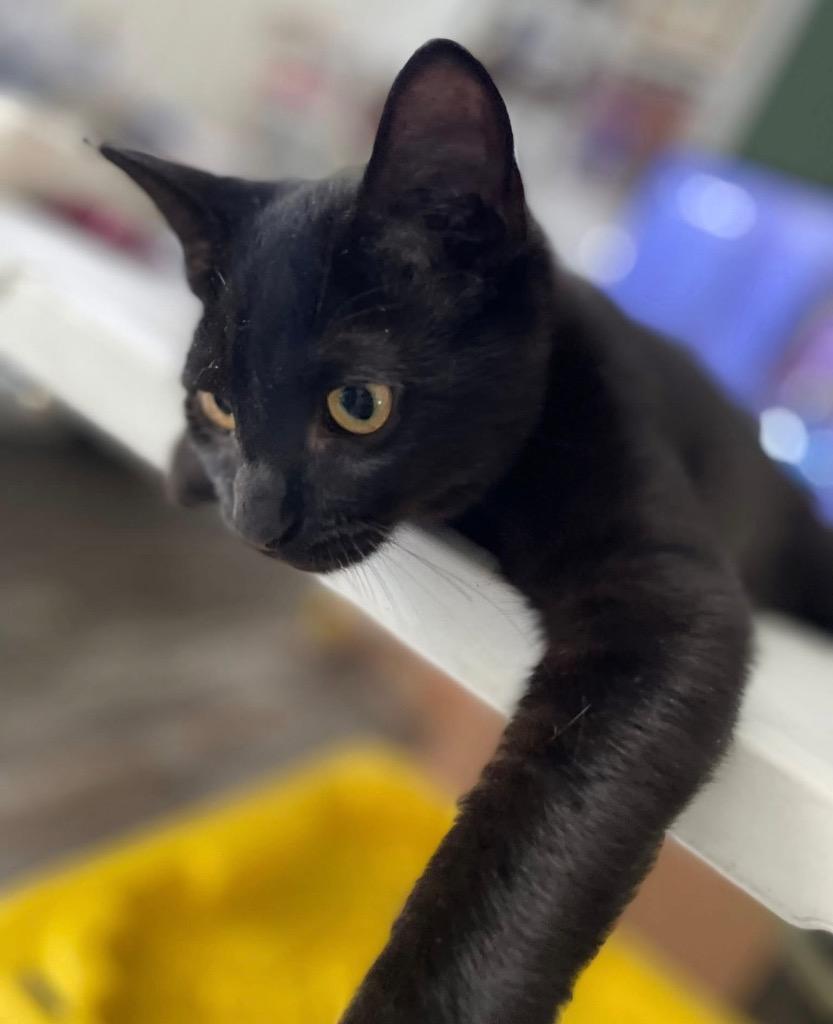 Stephan, Adoptable, Young Male Domestic Short Hair.