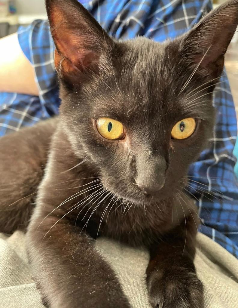 Stephan, a Adoptable Domestic Short Hair in Gorham, ME image 2/3