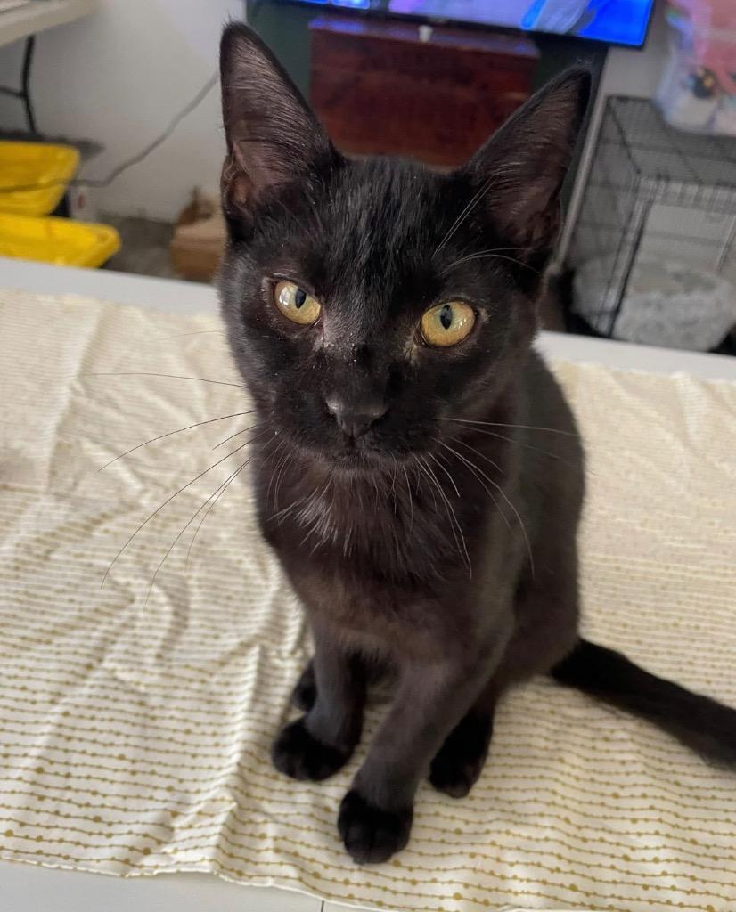 Stephan, a Adoptable Domestic Short Hair in Gorham, ME image 3/3