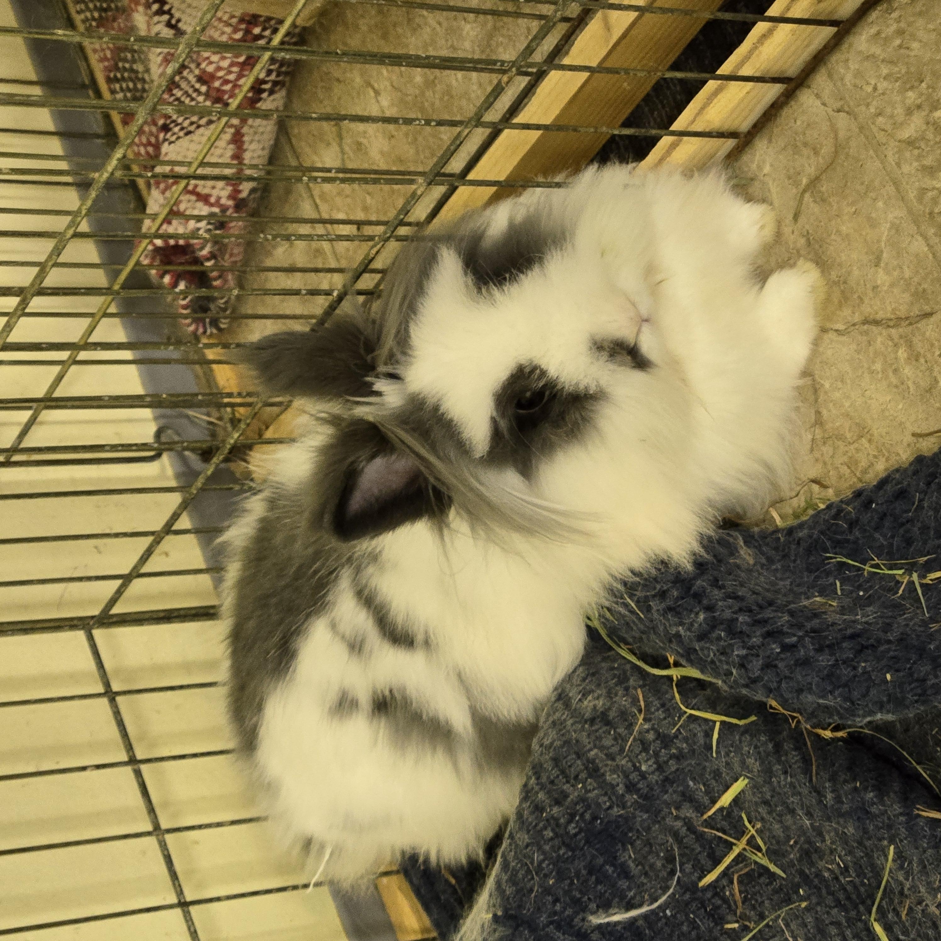 Enlarge Cookie, a Adoptable Lionhead in Fremont, OH image 1/1