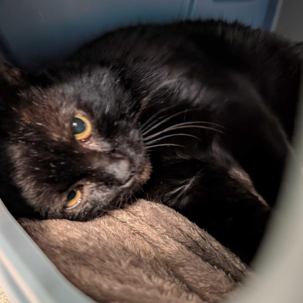 Enlarge Captain Black, a Adoptable Domestic Short Hair in Fredericksburg, VA image 1/5