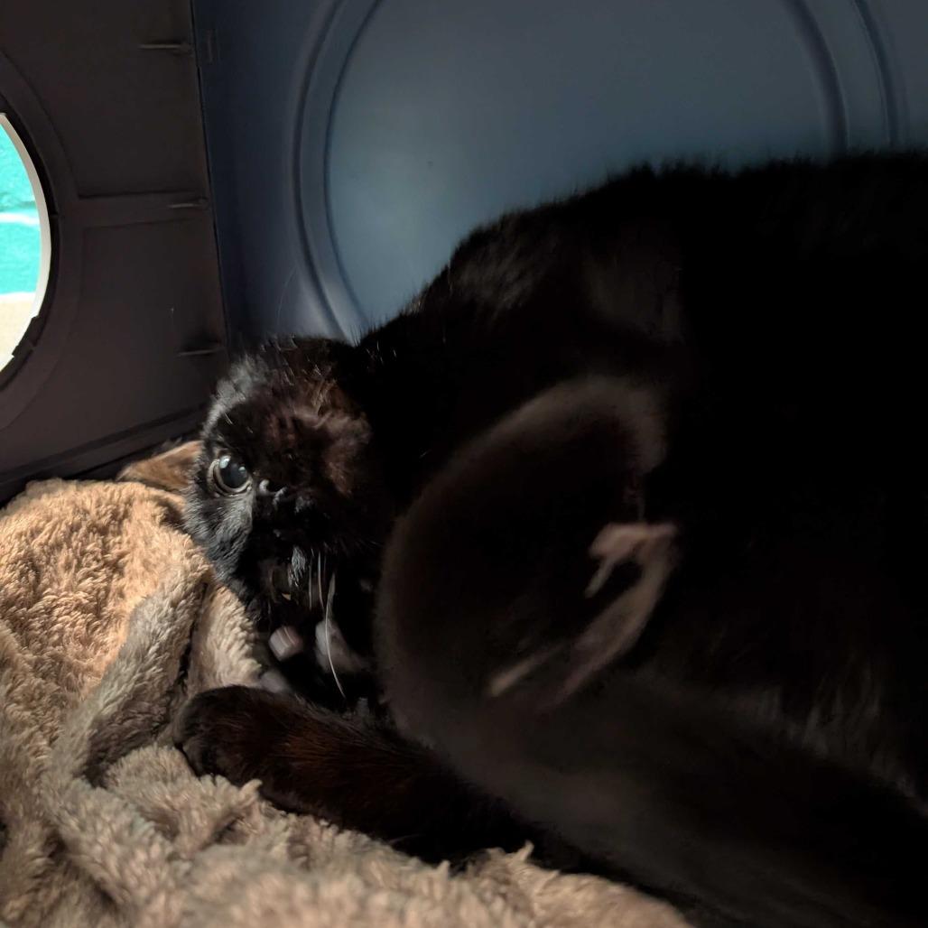 Enlarge Captain Black, a Adoptable Domestic Short Hair in Fredericksburg, VA image 2/5