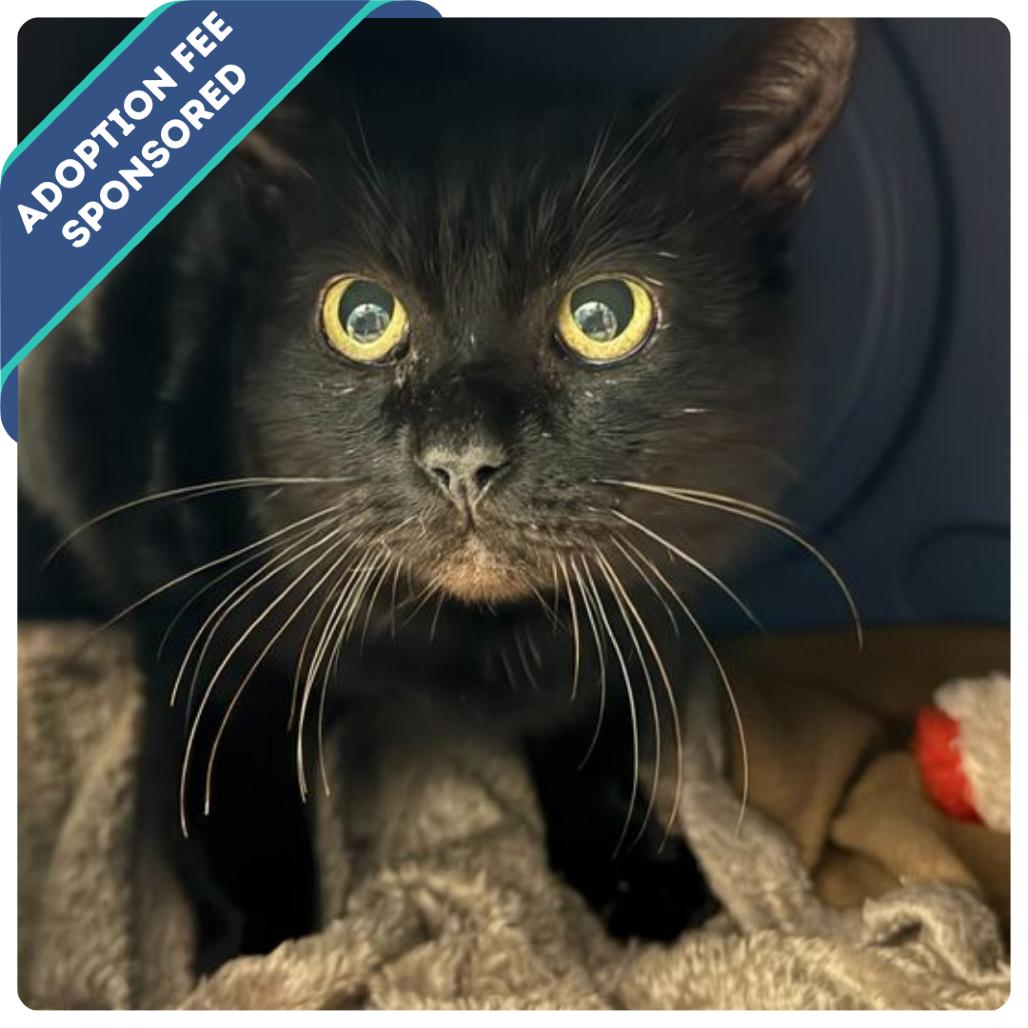 Enlarge Captain Black, a Adoptable Domestic Short Hair in Fredericksburg, VA image 3/5