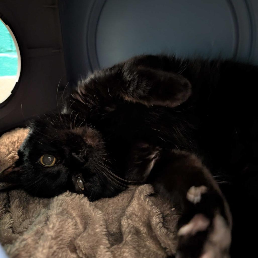 Enlarge Captain Black, a Adoptable Domestic Short Hair in Fredericksburg, VA image 5/5