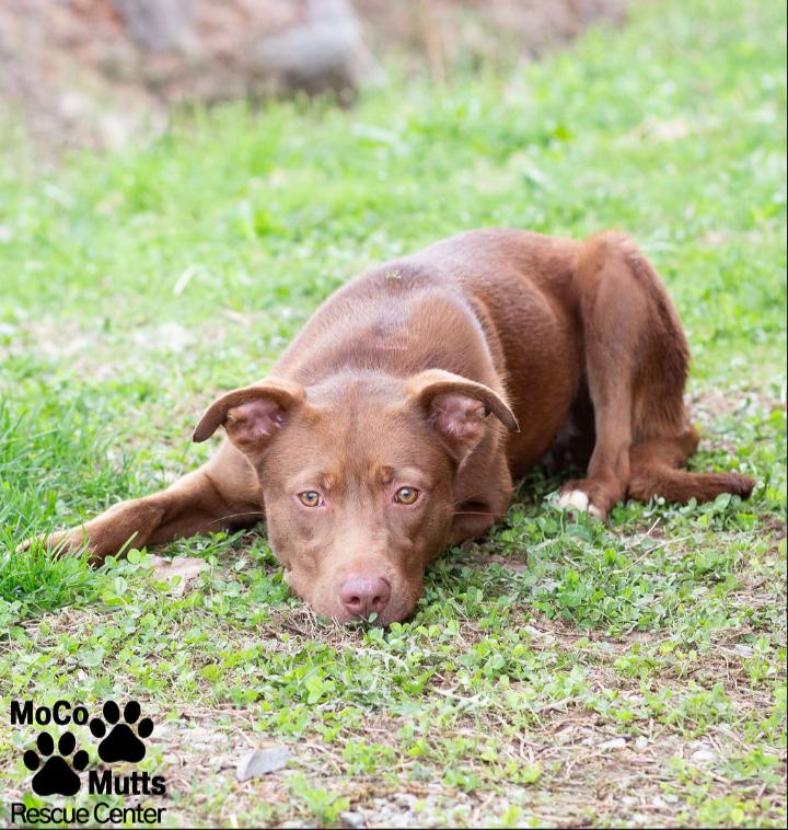 Enlarge Cinnamon, a ADOPTABLE Mixed Breed in Sunbright, TN image 3/3